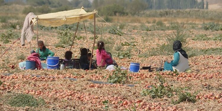 Çocukluğun Yükü: Mevsimlik Tarım İşçiliği, Toplumsal Çözülme ve Demokratik Toplum Arayışı