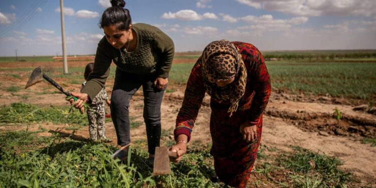 Özgürlüğün Sosyolojisi Mümkün mü? Kürt Özgürlük Perspektifinden Toplumu Yeniden Düşünmek